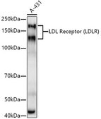 Anti-LDL Receptor (LDLR) Antibody, clone 10K4L8, Rabbit Monoclonal