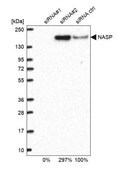 Anti-NASP antibody produced in rabbit Prestige Antibodies® Powered by Atlas Antibodies, affinity isolated antibody, buffered aqueous glycerol solution