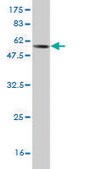 Monoclonal Anti-FGL1 antibody produced in mouse clone 2A4, purified immunoglobulin, buffered aqueous solution