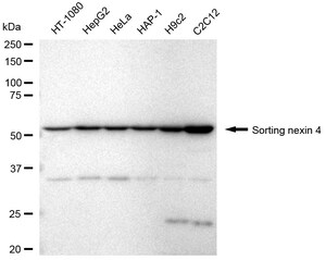 KD-Validated Anti Sorting Nexin 4 Antibody, clone 24GB2335, Rabbit Monoclonal clone 24GB2335, recombinant rabbit monoclonal, expressed in HEK293 cells