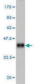 Monoclonal Anti-PHOX2A antibody produced in mouse clone 4F6, purified immunoglobulin, buffered aqueous solution