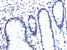 Anti-NUMA1 antibody produced in rabbit