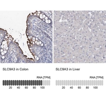 Anti-SLC9A3 antibody produced in rabbit Prestige Antibodies&#174; Powered by Atlas Antibodies, affinity isolated antibody, buffered aqueous glycerol solution