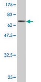 Monoclonal Anti-RNH1 antibody produced in mouse clone 3F5, purified immunoglobulin, buffered aqueous solution