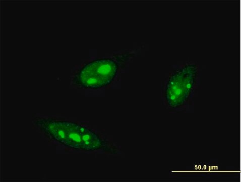 Monoclonal Anti-IRF4, (C-terminal) antibody produced in mouse clone 2D1, purified immunoglobulin, buffered aqueous solution