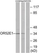 Anti-OR52E1 antibody produced in rabbit affinity isolated antibody