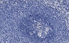 Anti-CD3d Antibody, clone 1H2 ZooMAb® Rabbit Monoclonal recombinant, expressed in HEK 293 cells