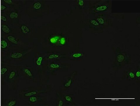 Anti-SFRS14 antibody produced in mouse purified immunoglobulin, buffered aqueous solution