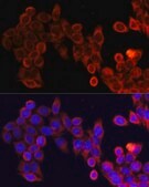 Anti-mTOR antibody produced in rabbit