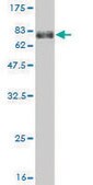 Monoclonal Anti-POLR1C antibody produced in mouse clone 2E11, purified immunoglobulin, buffered aqueous solution