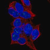 Anti-BEND4 antibody produced in rabbit Prestige Antibodies&#174; Powered by Atlas Antibodies, affinity isolated antibody, buffered aqueous glycerol solution