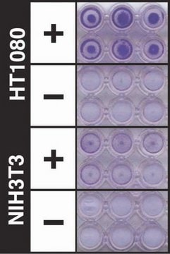 QCM ECMatrix Cell Invasion Assay, 24-well (8 &#181;m), colorimetric The CHEMICON Cell Invasion Assay Kit uses a 24-well plate, with 8 um pores, which provides an efficient system for evaluating the invasion of tumor cells through a basement membrane model.