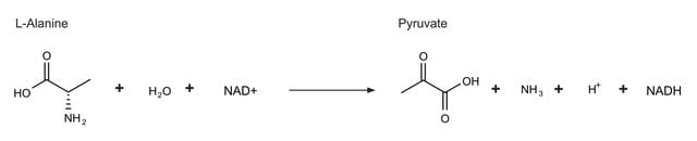 L-Alanine Dehydrogenase from Bacillus subtilis buffered aqueous glycerol solution, ~30&#160;units/mg protein (Lowry)