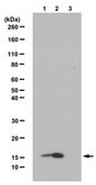 Anti-acetyl-Histone H2B (Lys24) Antibody from rabbit, purified by affinity chromatography