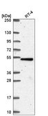 Anti-TBC1D24 antibody produced in rabbit Prestige Antibodies&#174; Powered by Atlas Antibodies, affinity isolated antibody