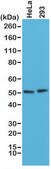 Anti-PTEN antibody, Rabbit monoclonal recombinant, expressed in HEK 293 cells, clone RM265, purified immunoglobulin