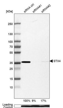 Anti-STX4 antibody produced in rabbit Prestige Antibodies&#174; Powered by Atlas Antibodies, affinity isolated antibody, buffered aqueous glycerol solution