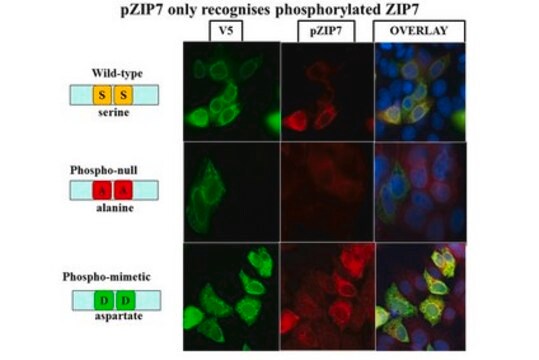 Anti-phospho-ZIP7 (Ser275/276) Antibody, clone 3-3-3 clone 3-3-3, from mouse