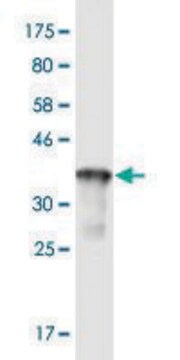 Monoclonal Anti-RRAS, (C-terminal) antibody produced in mouse clone 2A6, purified immunoglobulin, buffered aqueous solution