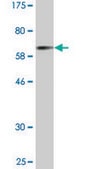Monoclonal Anti-CTSE antibody produced in mouse clone 2D5, purified immunoglobulin, buffered aqueous solution