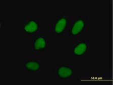 Anti-ILF2 antibody produced in mouse purified immunoglobulin, buffered aqueous solution