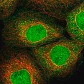 Anti-ZNF213 antibody produced in rabbit Prestige Antibodies&#174; Powered by Atlas Antibodies, affinity isolated antibody, buffered aqueous glycerol solution