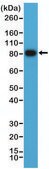 Anti-CD19 antibody, Rabbit monoclonal recombinant, expressed in HEK 293 cells, clone RM332, purified immunoglobulin
