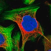 Anti-PRKRIP1 antibody produced in rabbit Prestige Antibodies® Powered by Atlas Antibodies, affinity isolated antibody, buffered aqueous glycerol solution