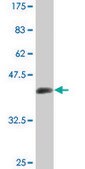 Monoclonal Anti-MRPS27, (C-terminal) antibody produced in mouse clone 3G8, ascites fluid