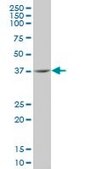 ANTI-INDO antibody produced in mouse clone 1D5, purified immunoglobulin, buffered aqueous solution