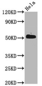 Anti-phospho-CDC37 (S13) antibody, clone 3B3, Rabbit Monoclonal recombinant, expressed in HEK293F cells
