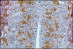 Monoclonal Anti-BrdU antibody produced in mouse clone BU-33, ascites fluid, Immunohistology Grade