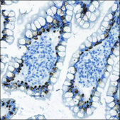 Anti-TMEM207 antibody produced in rabbit Prestige Antibodies® Powered by Atlas Antibodies, affinity isolated antibody, buffered aqueous glycerol solution
