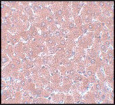 Anti-NSA1 antibody produced in rabbit affinity isolated antibody, buffered aqueous solution
