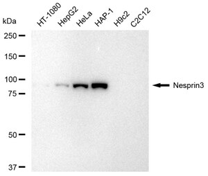 KD-Validated Anti Nesprin3 Antibody, clone 23GB4670, Rabbit Monoclonal clone 23GB4670, recombinant rabbit monoclonal, expressed in HEK293 cells