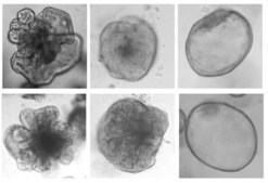 3dGRO® Human iPSC Derived Liver Organoid Progenitors