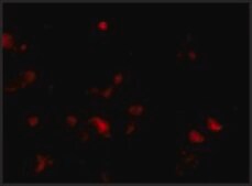 Anti-JPH3 antibody produced in rabbit affinity isolated antibody, buffered aqueous solution