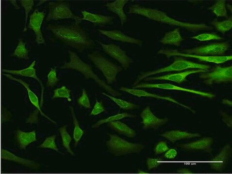 Monoclonal Anti-MAPKAPK5, (C-terminal) antibody produced in mouse clone 3D7, purified immunoglobulin, buffered aqueous solution