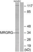Anti-MRGRG antibody produced in rabbit affinity isolated antibody