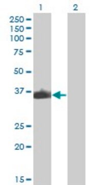 Monoclonal Anti-ZNF187 antibody produced in mouse clone 3E11, purified immunoglobulin, buffered aqueous solution