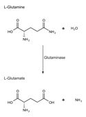 谷氨酰胺酶 来源于大肠杆菌 Grade V, lyophilized powder, ≥50 units/mg protein