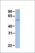 Anti-TFEB antibody produced in rabbit affinity isolated antibody
