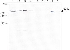 Anti-Talin antibody,Mouse monoclonal clone TA205, purified from hybridoma cell culture
