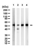 Anti-ATP Synthase &#946; Antibody, clone 1E6 ZooMAb&#174; Rabbit Monoclonal recombinant, expressed in HEK 293 cells