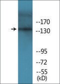 Anti-phospho-EGFR (pTyr1069) antibody produced in rabbit affinity isolated antibody