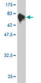 ANTI-MKNK1 antibody produced in mouse clone 3E10, purified immunoglobulin, buffered aqueous solution
