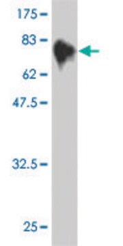 ANTI-MKNK1 antibody produced in mouse clone 3E10, purified immunoglobulin, buffered aqueous solution