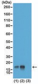 Anti-Phospho-Histone H3 (Thr3) antibody, Rabbit monoclonal recombinant, expressed in HEK 293 cells, clone RM159, purified immunoglobulin