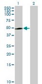 Anti-PAK1IP1 antibody produced in mouse purified immunoglobulin, buffered aqueous solution