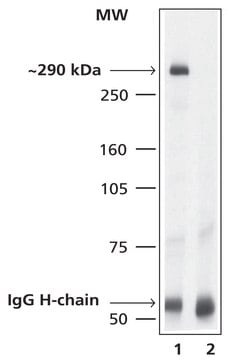 Anti-mTOR antibody produced in rabbit 1.0-1.5&#160;mg/mL, affinity isolated antibody, buffered aqueous solution